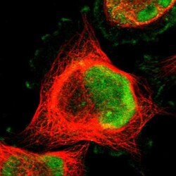 MLF2 Antibody, Novus Biologicals 0.1mL; Unlabeled:Antibodies, Polyclonal
